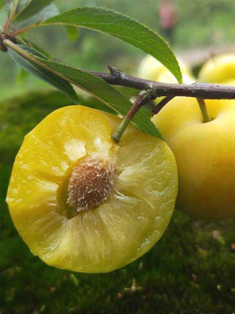 贵州六马蜂糖李子