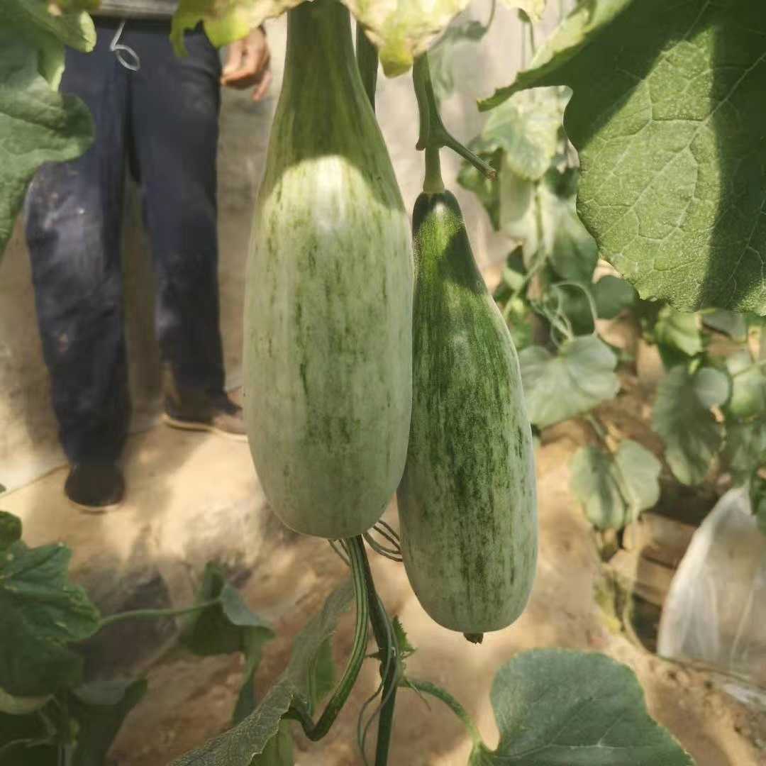 老品种 羊角蜜甜瓜 5斤装 下单秒发5斤4~7根