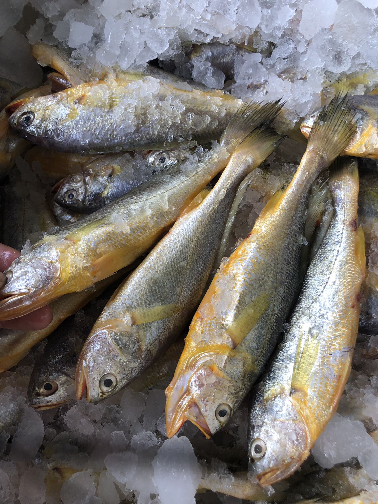 搭伙- 东海野生小黄鱼,黄花鱼(石浦吃货海鲜)