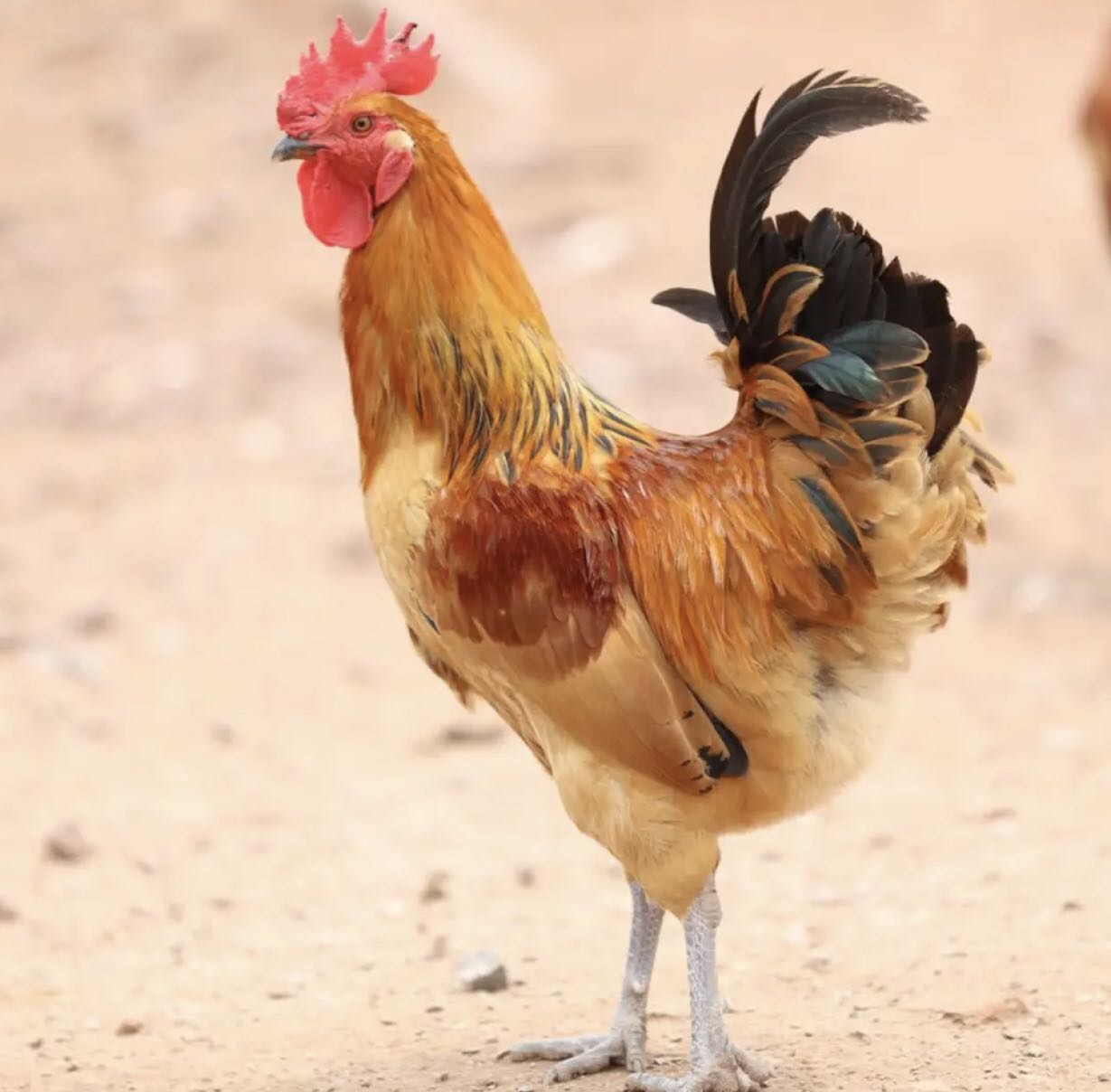 安徽九华山土鸡,当天现杀隔天顺丰发货