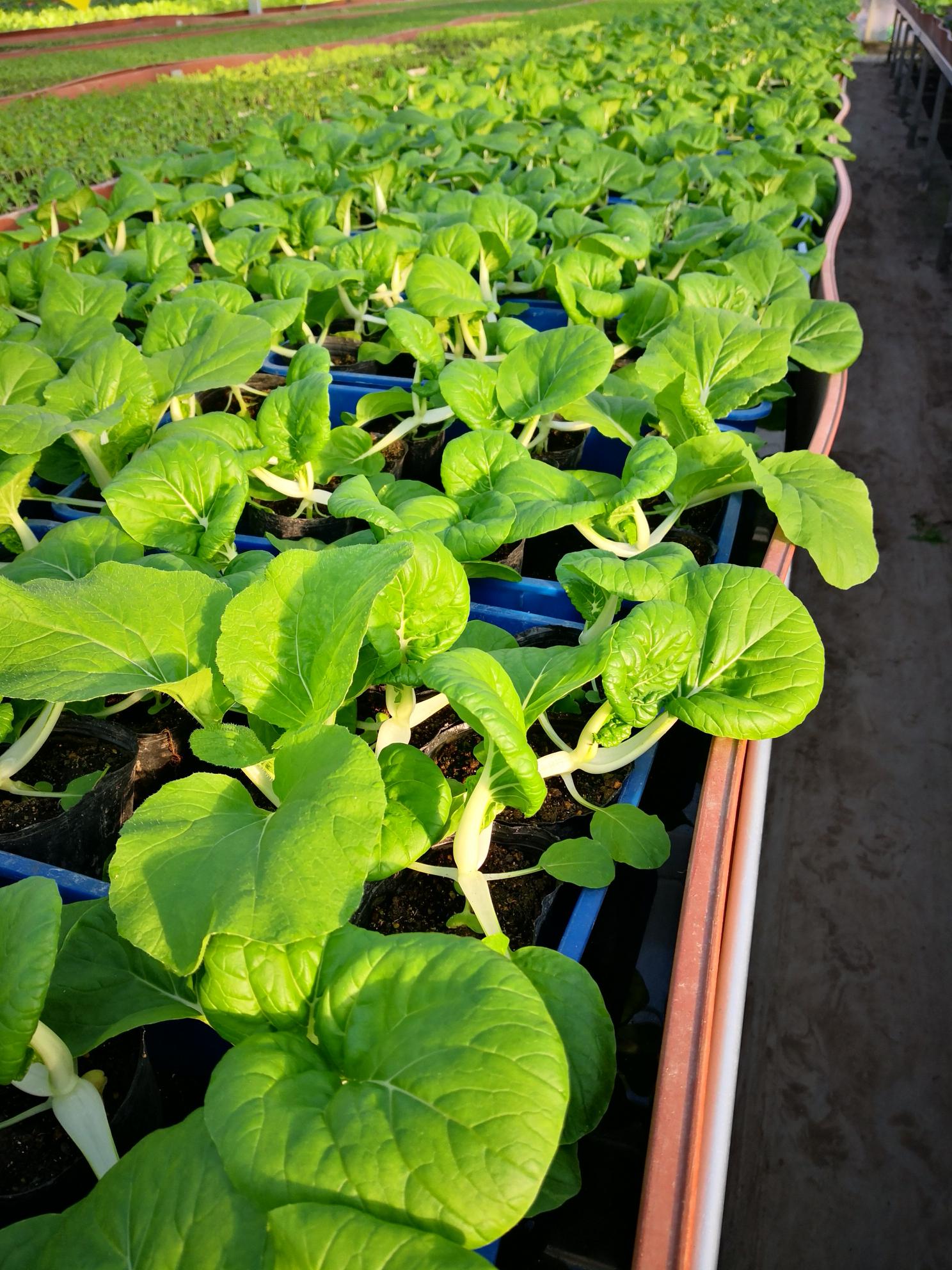 盆栽蔬菜~~有机奶白菜