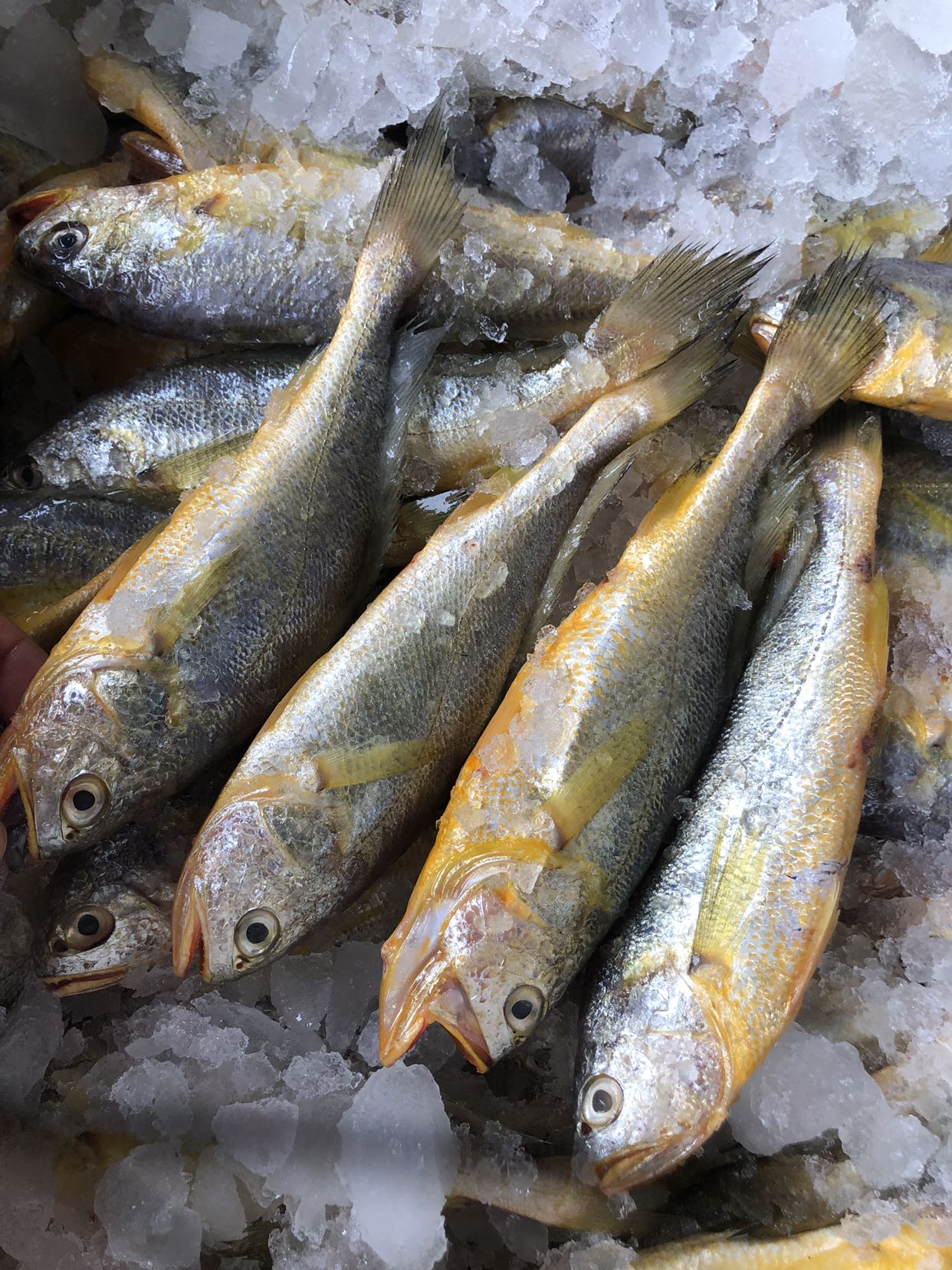 东海野生小黄鱼,黄花鱼