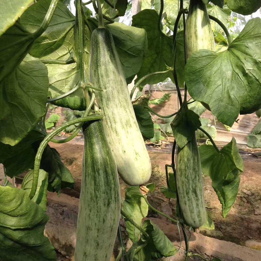 老品种 羊角蜜甜瓜 5斤装 下单秒发5斤4~7根