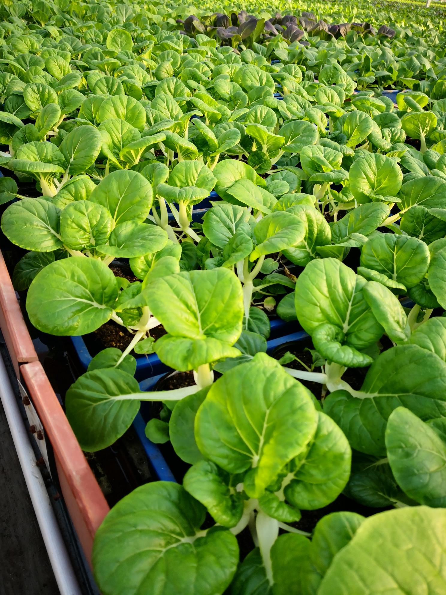 盆栽蔬菜~~有机奶白菜