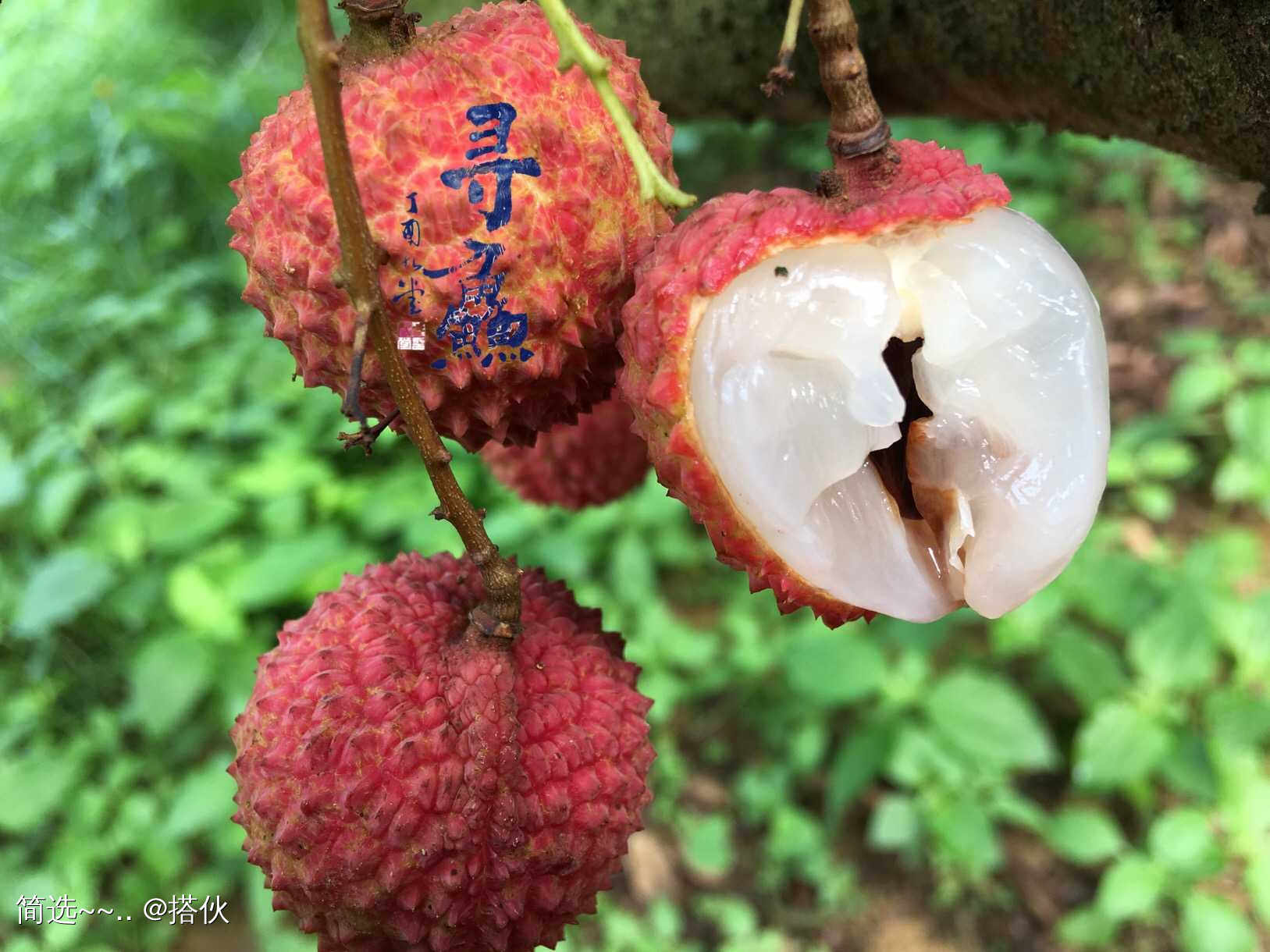贡园百年古树荔枝,高州贡园荔枝,千年古树(第4页)_大山谷图库
